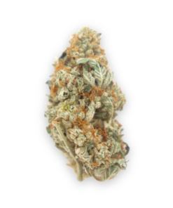 Buy Cookie Dawg in the US